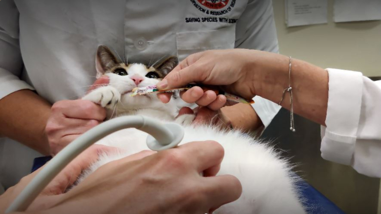 ABD’li bilim insanlarından kedilere ameliyatsız kısırlaştırma
